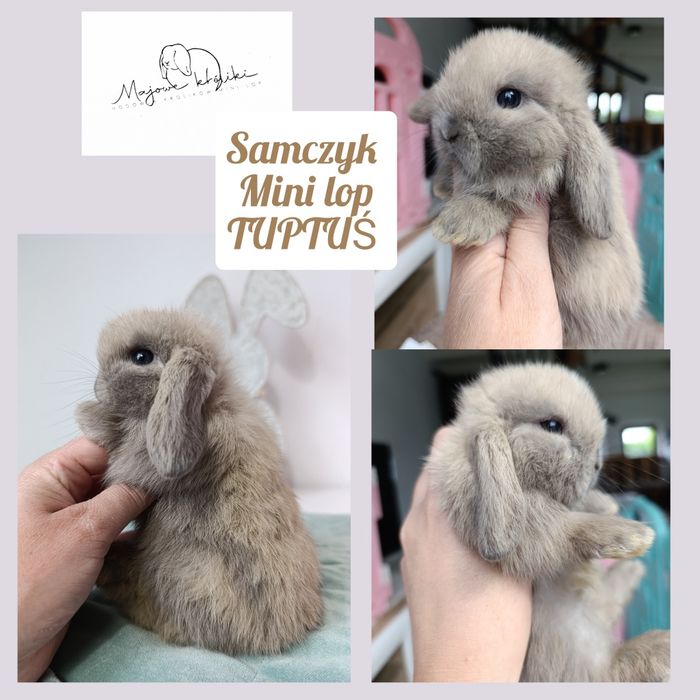 Królik króliczek mini lop hodowla zarejestrowana