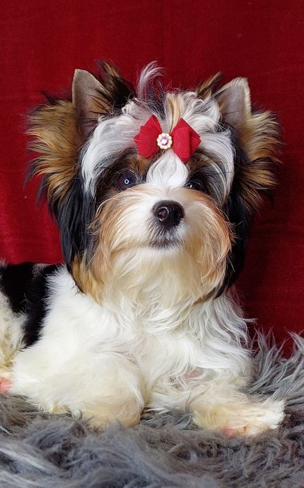 Великолепный подросток биверйорк