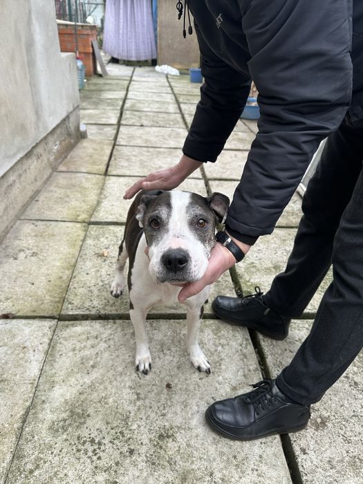 Просимо небайдужих людей приютити двох собак!