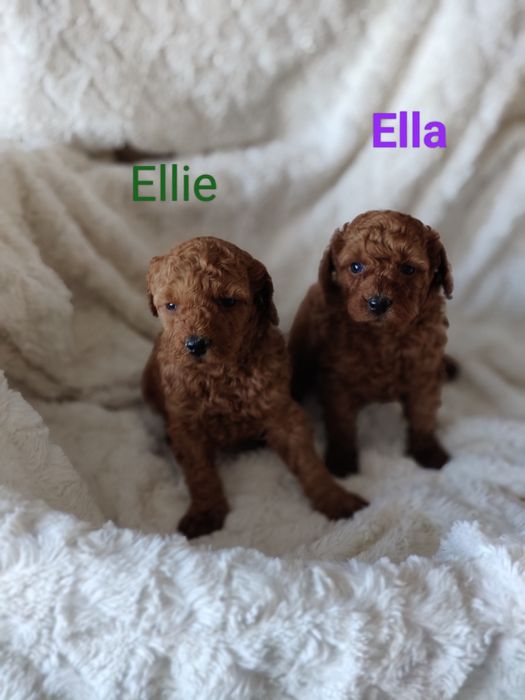 Pudel miniaturowy. Suczka Ellie. Badania genetyczne