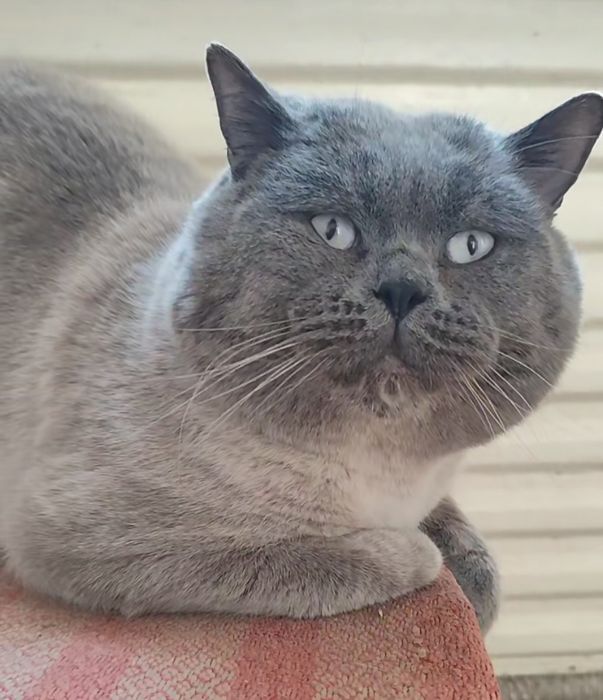 Скоттіш фолд, скоттіш страйт