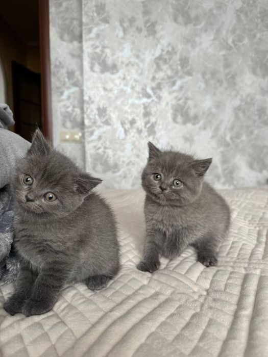 Кошенята шотландсько-британські