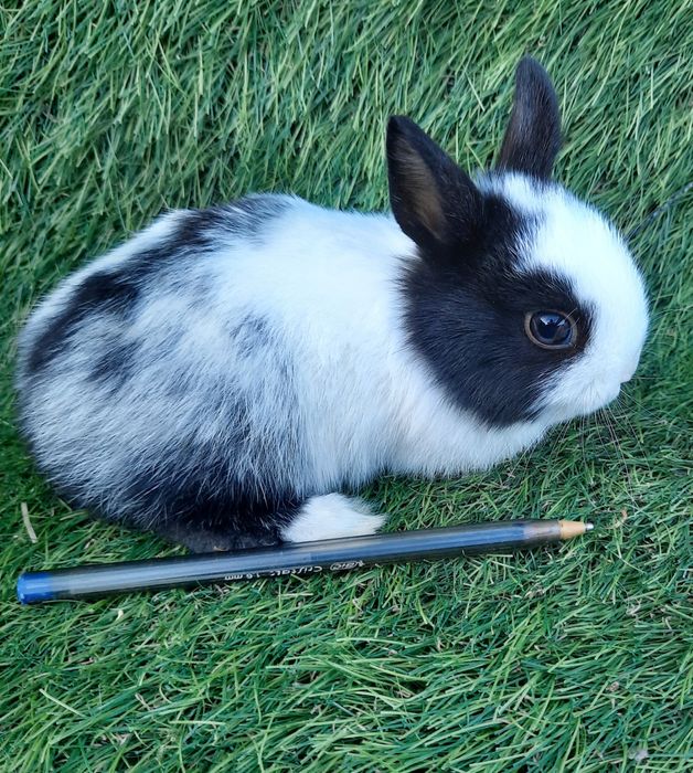 Coelhos anões mini holandês/toy teddys, angorás e mini lop