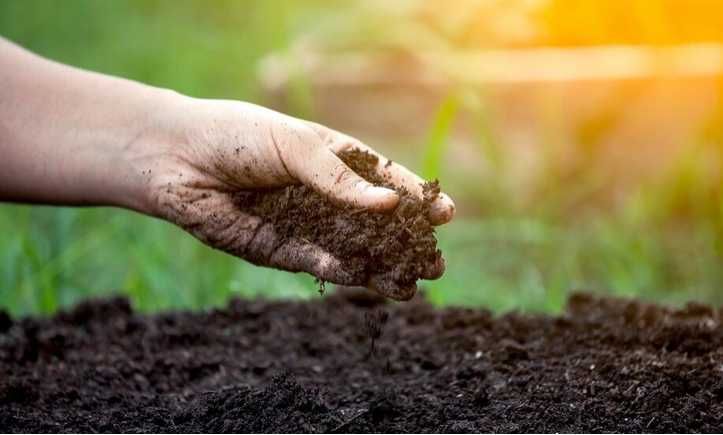 ziemia ogrodowa, humus
