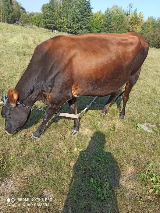 Прода корівку джесіку