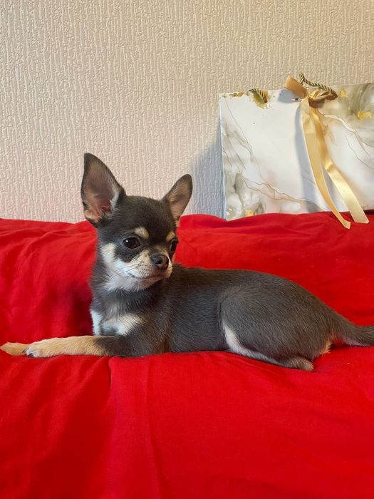 Цуценята чіхуахуа