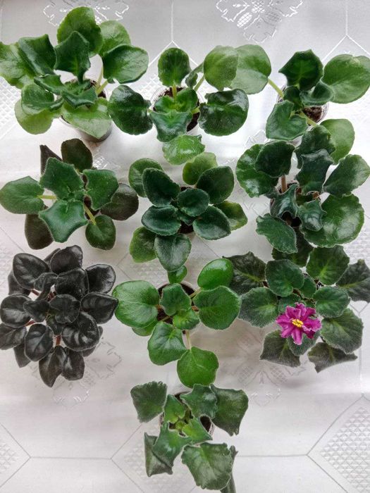 Fiołki odmianowe. Sadzonki. Zestaw 10 odmian.