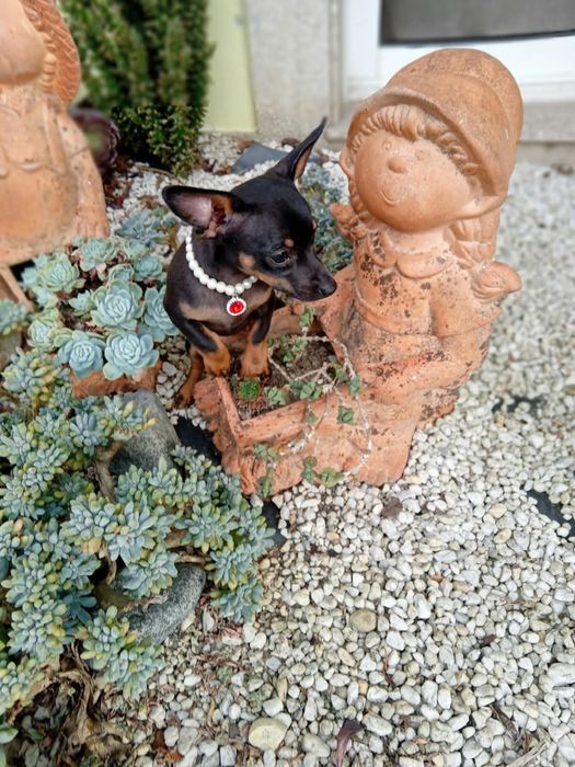 Pinscher Miniatura