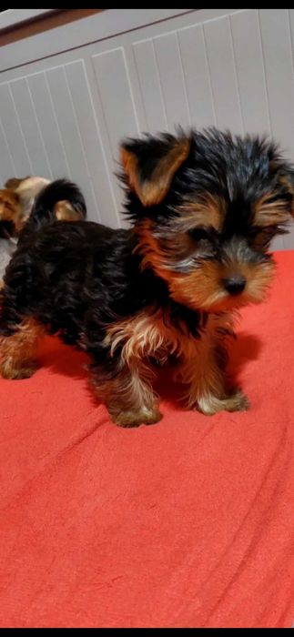 Yorkshire Terrier Macho pronto para nova familia