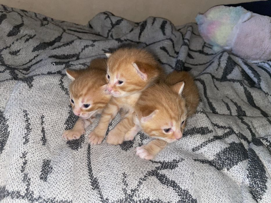 Кошенята 1 місяць