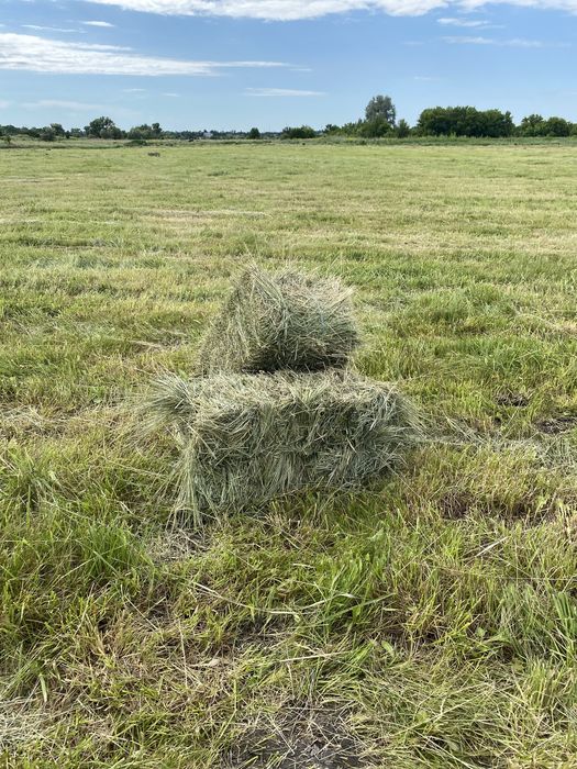 Сіно в  квадратних тюках