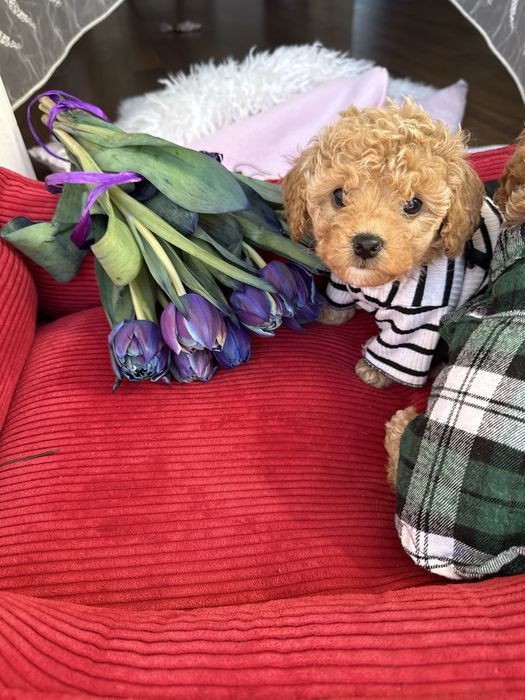 Хлопчик красунчик мальтипу