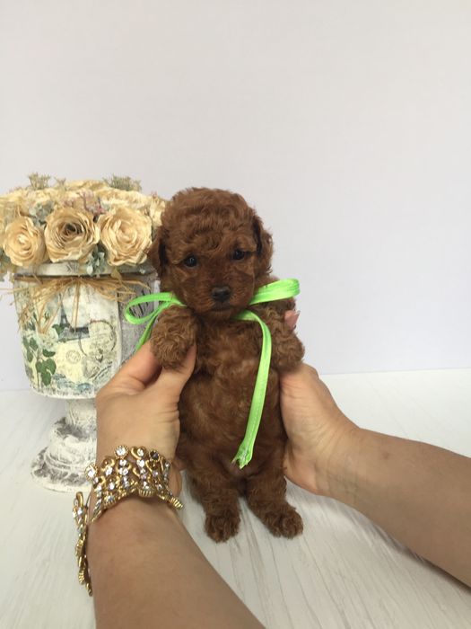 VIP Той-Пуделі  чарівні крихітки чекають на вас