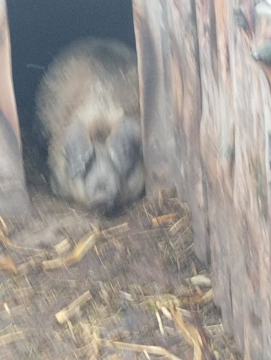 Поросята мангалиці