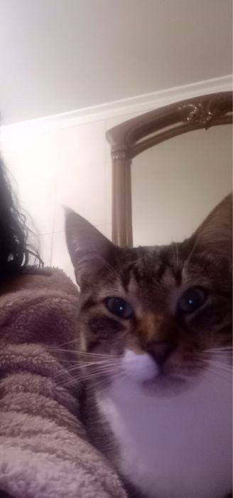 Передержка животных в Одессе (кота,кошечку)