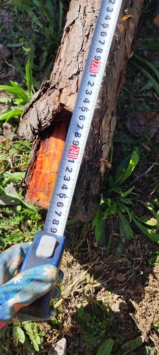 Stemple budowlane drewniane