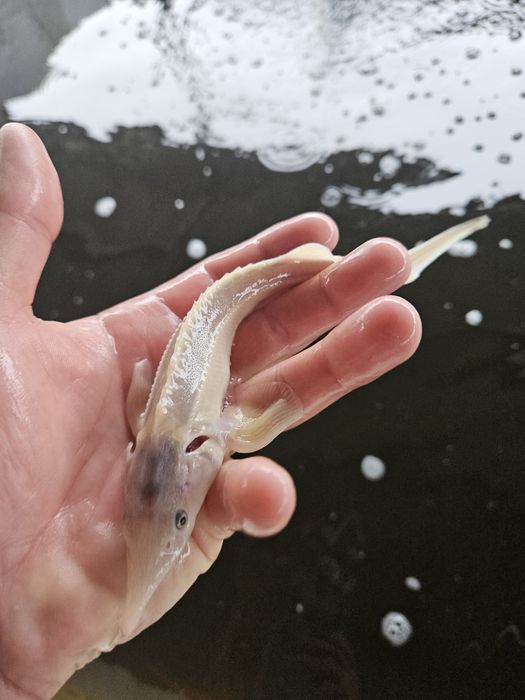 Jesiotr Narybek Jesiotra 30 cm