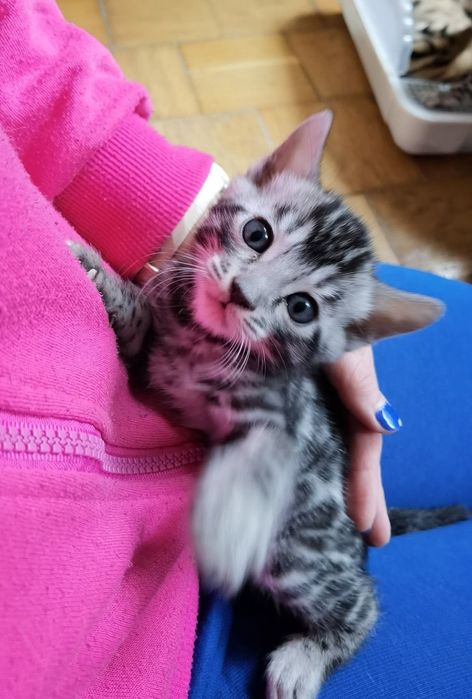 Srebrna kotka bengalska, rodowód FPL