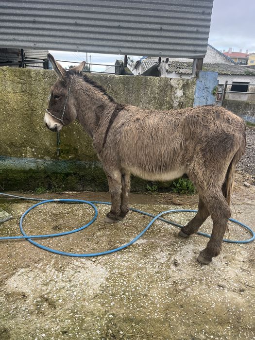 Burrinho manso montado castrado