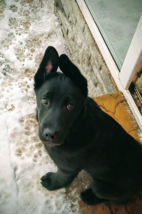 Щенок девочка ,привезем