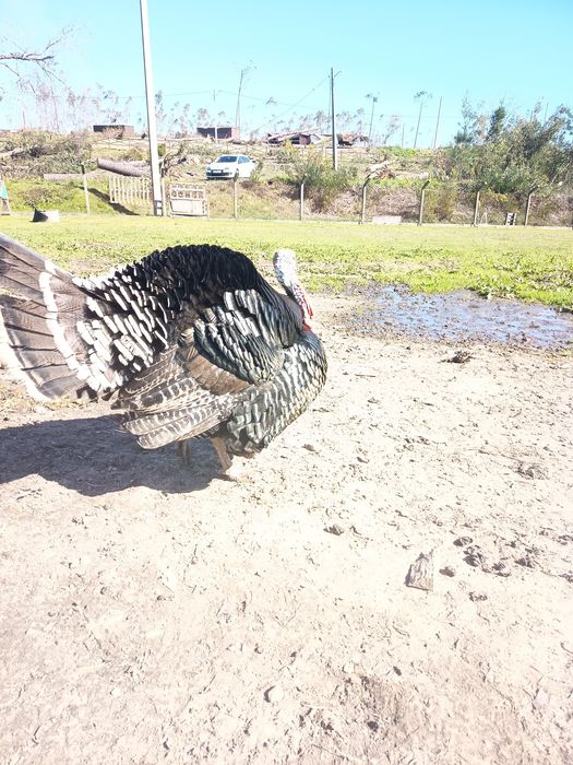 Perú criado ao ar livre