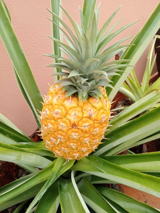 Plantas de Ananás  ( ananas )