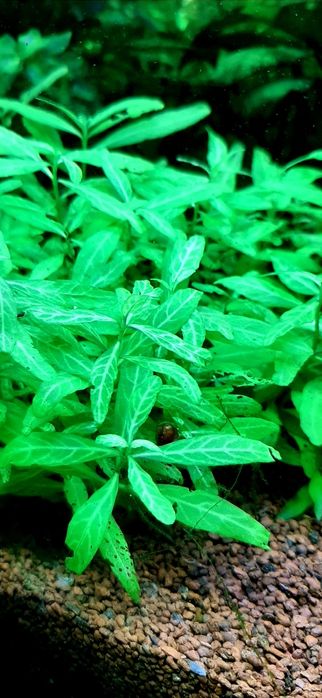 Акваріумні рослини