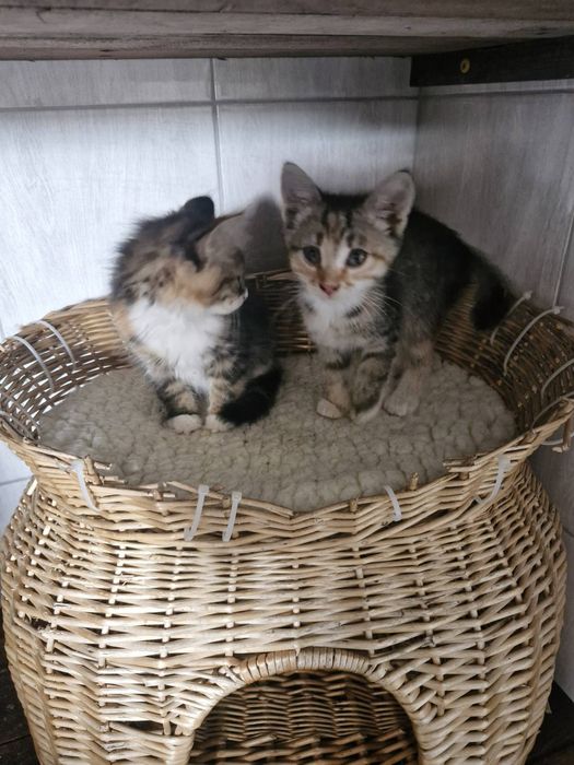 Віддам у добрі руки кошеня