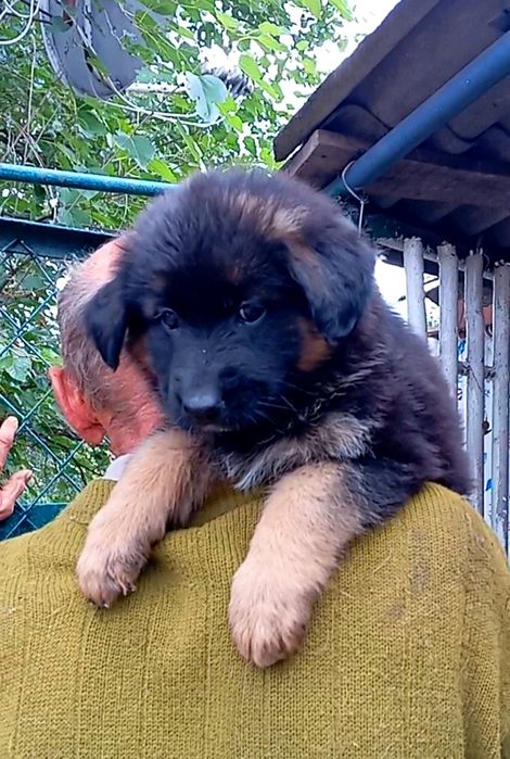 Питомник "The golden path to victoria"предлогает щенков