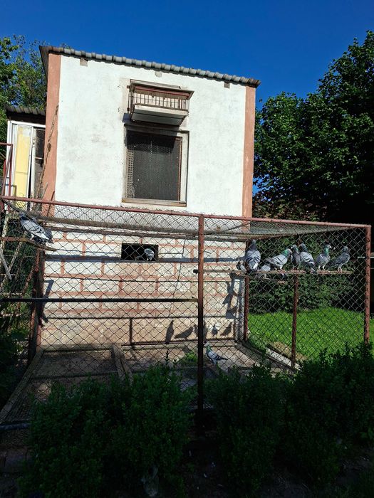 Likwidacja hodowli gołębi pocztowych | do rozpłodu