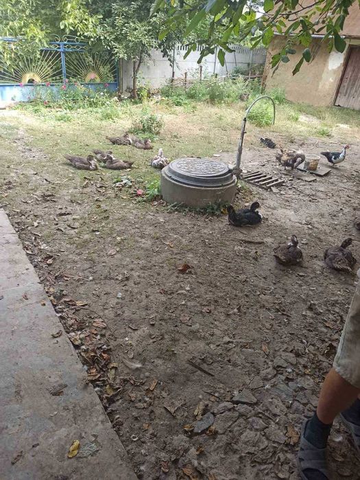 Продам будинок в с.Городище, 60с землі 5827