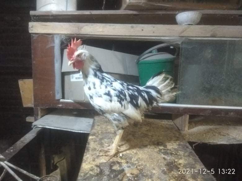 Легорн далматинець