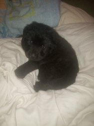 Не дорого в хорошие руки. Комочек счастья