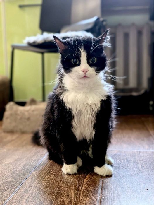 Котик Марс шукає люблячий дім