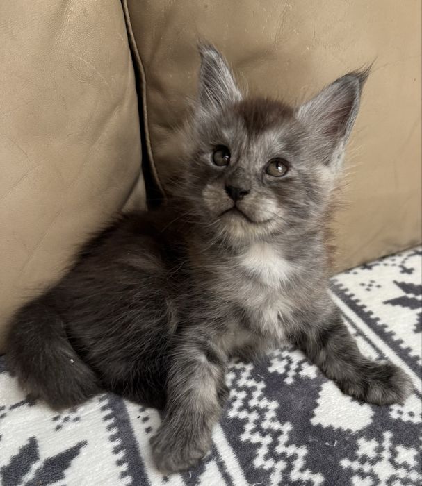 Maine Coon Czarny Srebrzysty Kocurek
