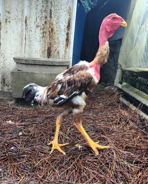 Polaco Gigante Frango