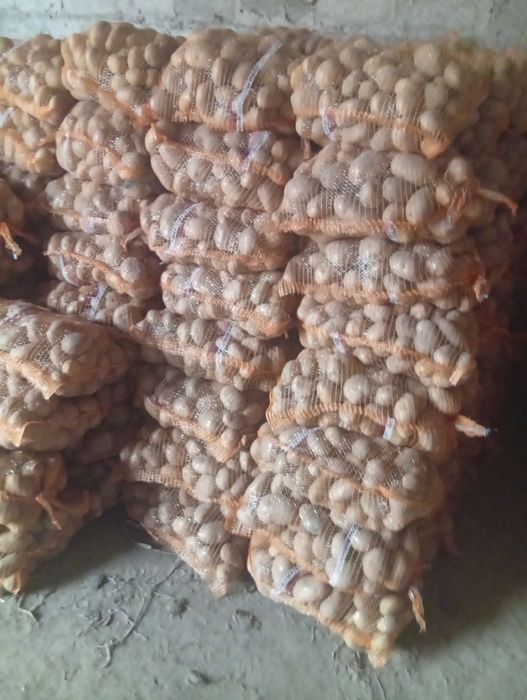 Ziemniaki jadalne soraja