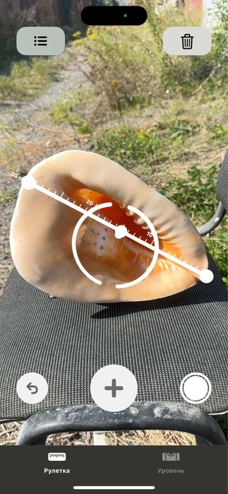 Мушля велика Касіс, Cassis,(Кассис) 30 см без сколов