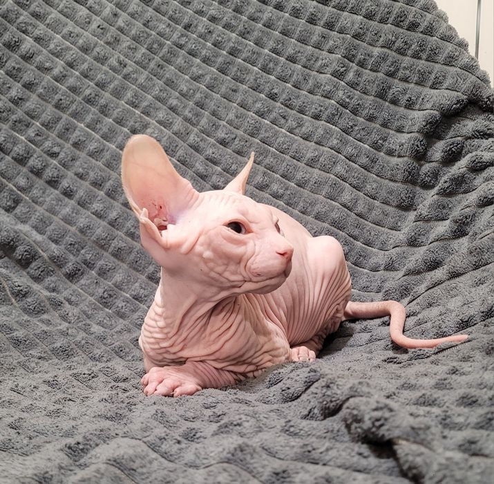Sphynx olhos azuis