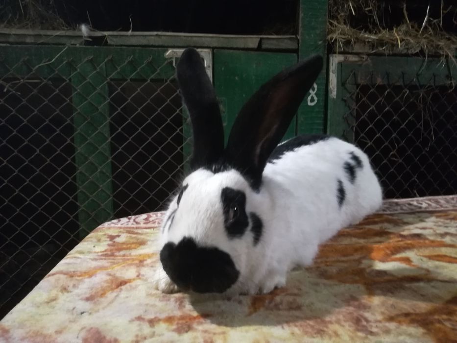 Німецький строкатий велетень (строкач)