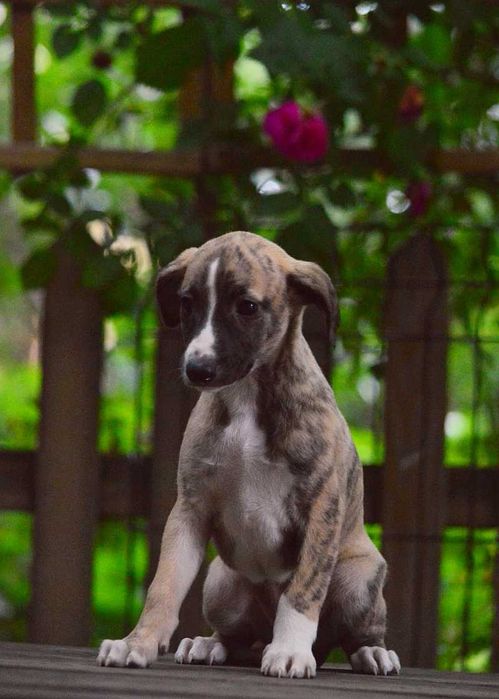 whippet - pręgowana suczka
