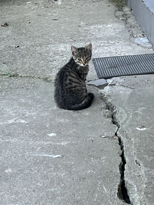 debica kotki do adopcji
