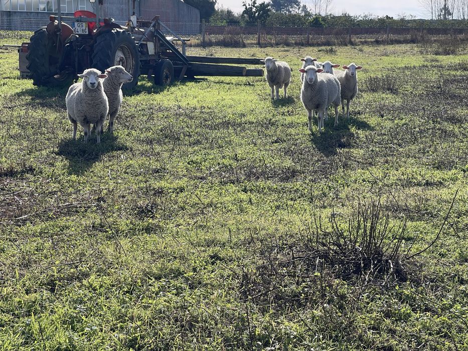Ovelhas criadas a campo