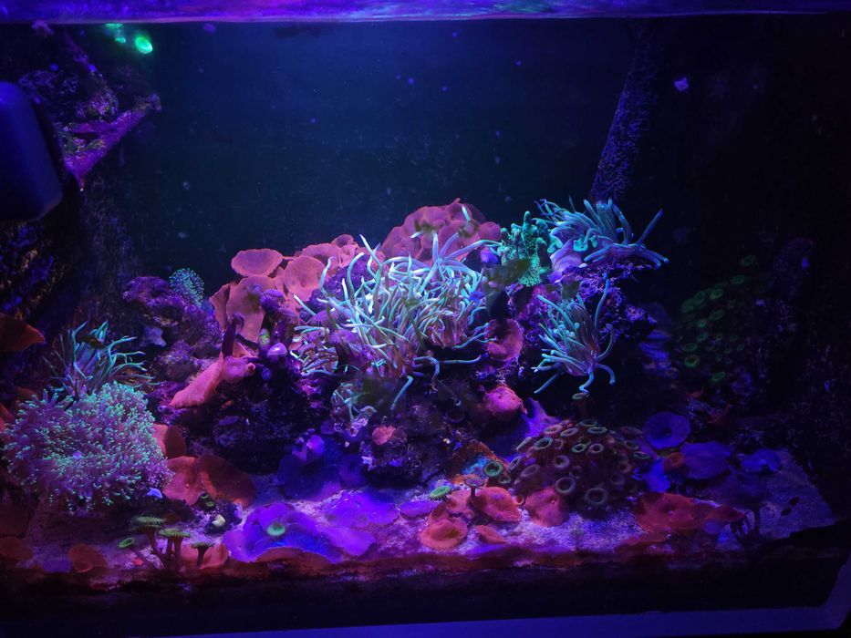 Maxspect Jump Light MJ-L165 lampa do akwarium LED 65W, morskie słodkie