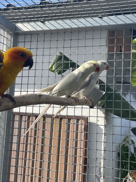 Ring Necks Violeta Muito MEIGOS