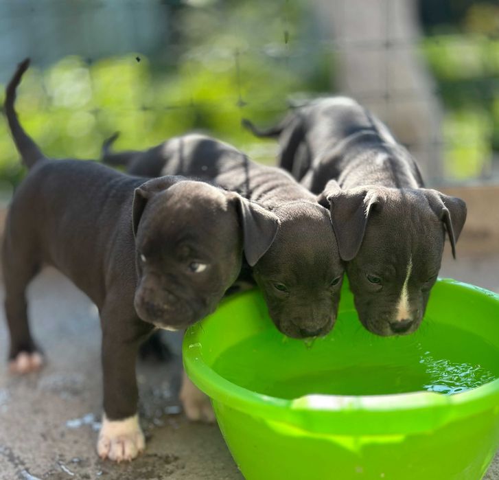 АСТ АМСАТФФ цуценя Щенки амстафф АСТ Стаффордширський тер'єр