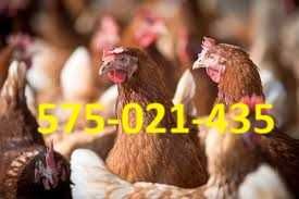 Kury nioski młode Rosa prosto od hodowcy. Leghorn z jajkiem. Dowóz