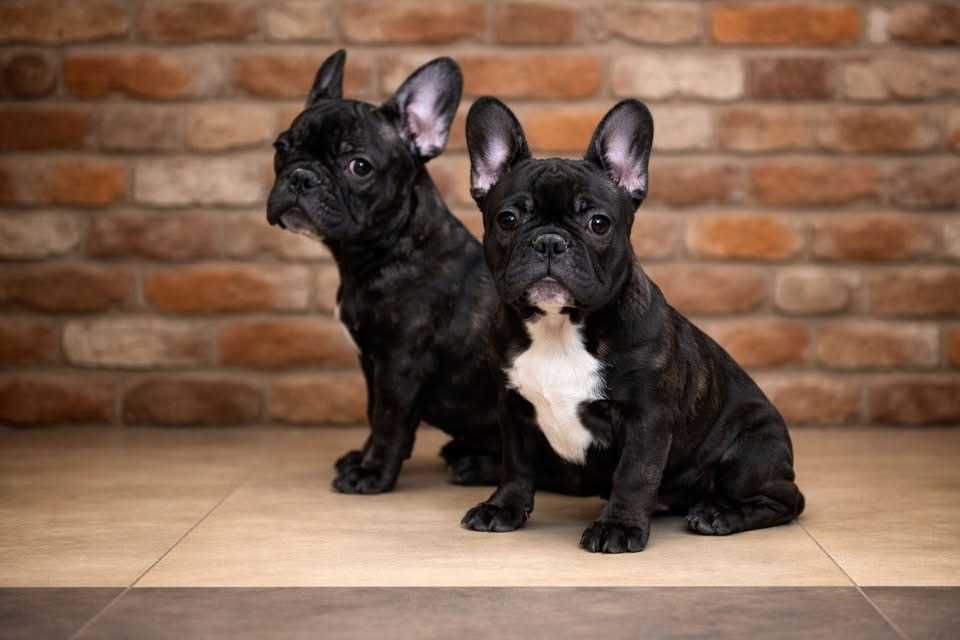 Buldog Francuski FCI ZkwP  Elitarne Pochodzenie
