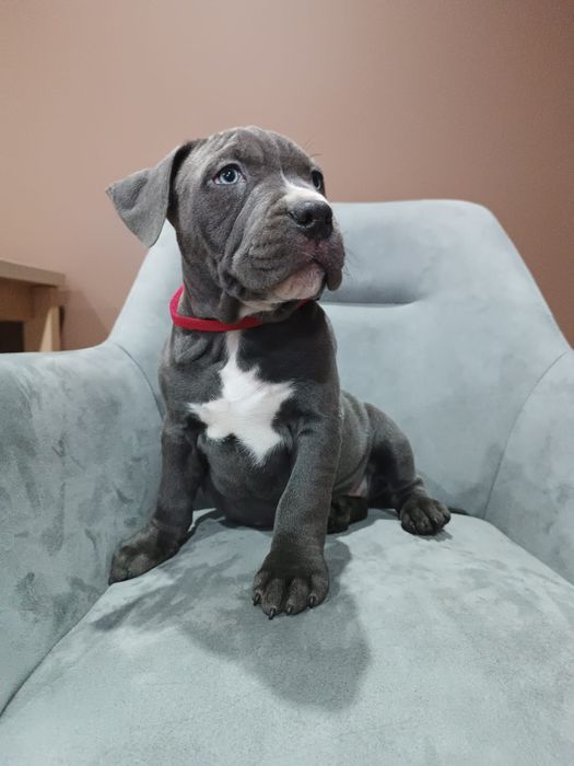 Psiak American Staffordshire Terrier