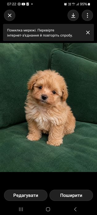 Мальтипу ф1 міні дівчинка